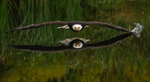 _MG_2904 - Bald Eagle, Low Glide cropped.jpg